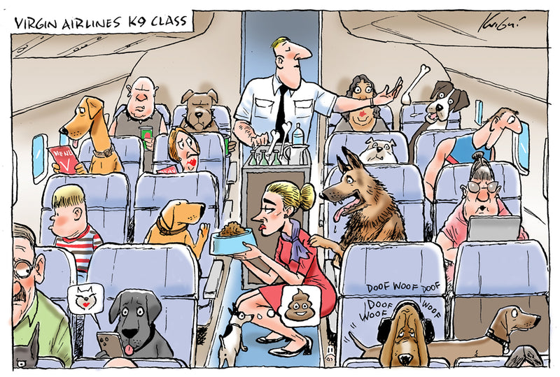 Virgin Airlines k9 class | Major Event Cartoon
